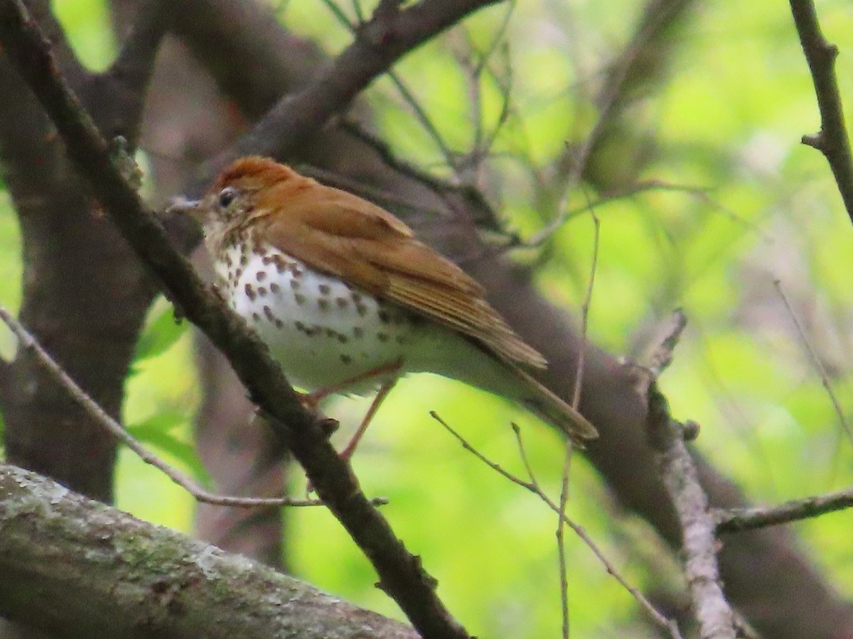 Wood Thrush - ML618465058