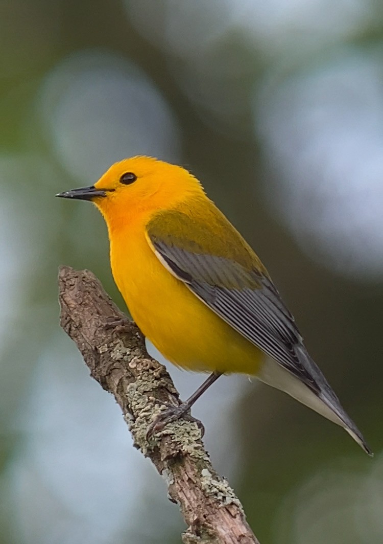 Prothonotary Warbler - ML618465059