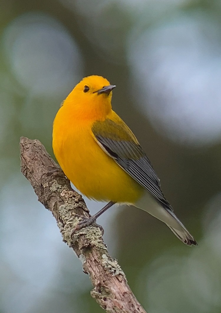 Prothonotary Warbler - ML618465060