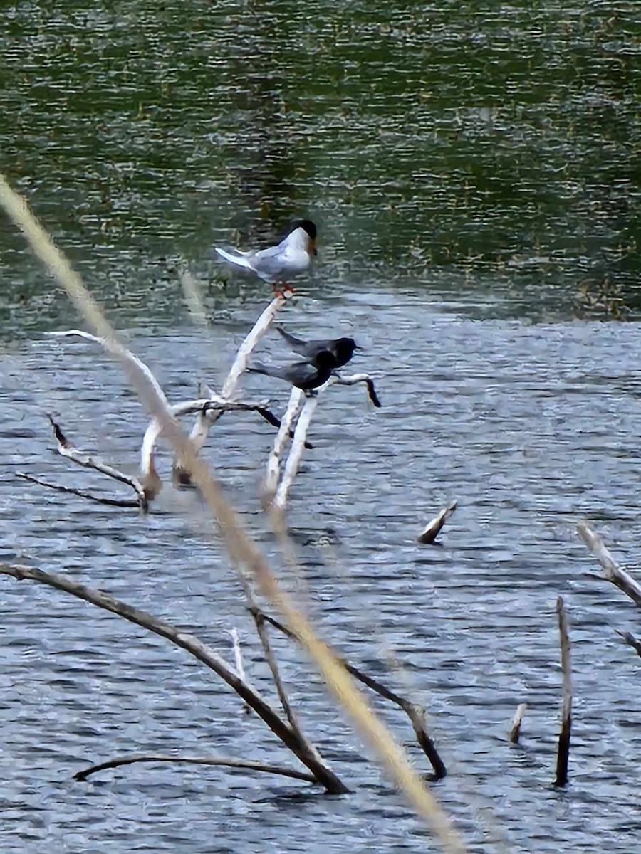 Forster's Tern - Sarah Spier