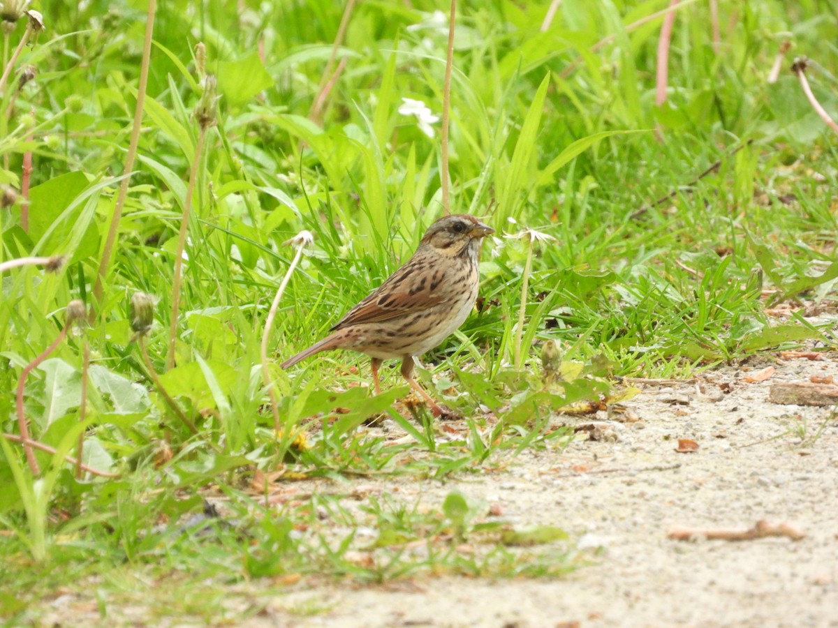 Lincoln's Sparrow - ML618465109