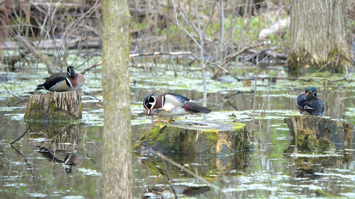 Wood Duck - Ian Langlois Vaillancourt