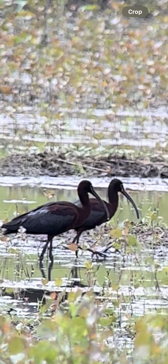ibis hnědý - ML618465152
