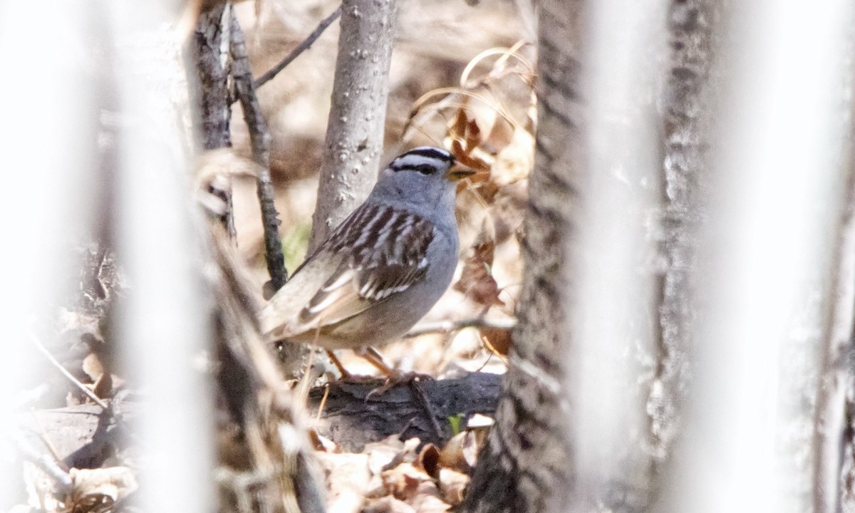 White-crowned Sparrow (Gambel's) - ML618465203