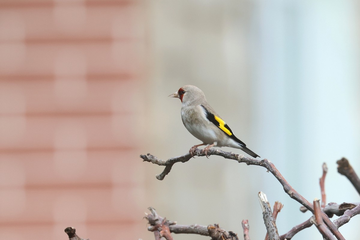 European Goldfinch (Eastern) - Charley Hesse TROPICAL BIRDING