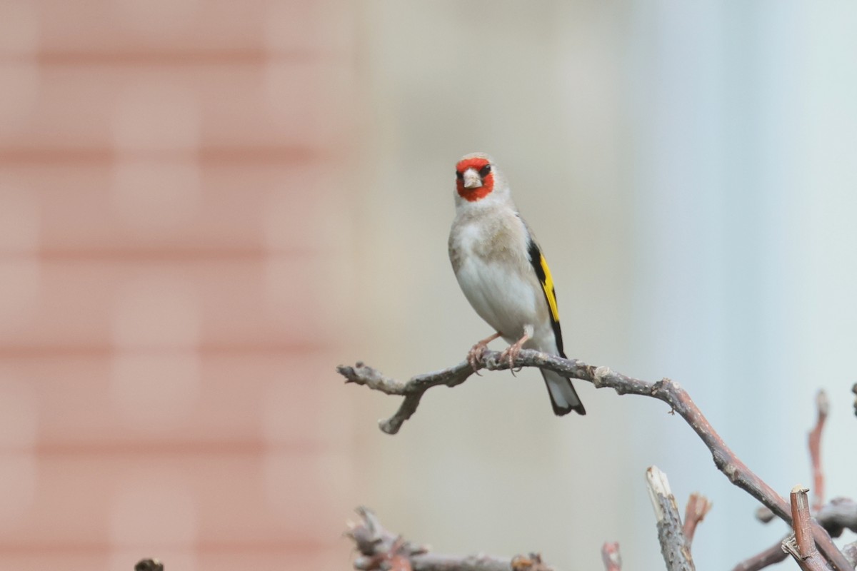 European Goldfinch (Eastern) - Charley Hesse TROPICAL BIRDING