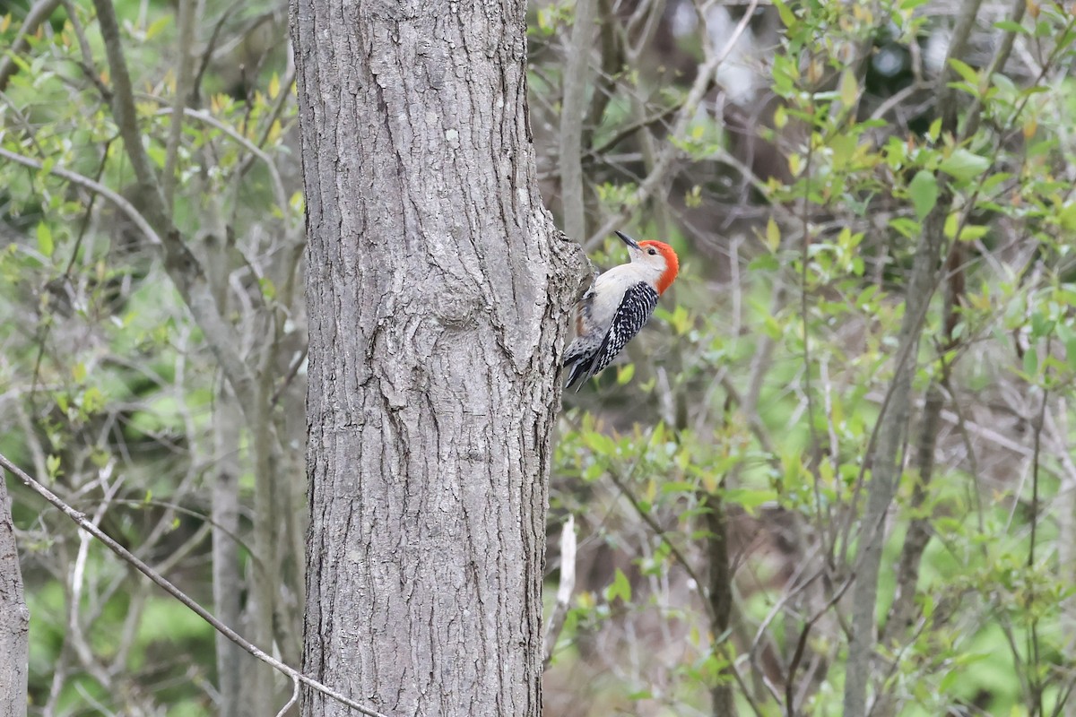 Red-bellied Woodpecker - Mary Thurmond