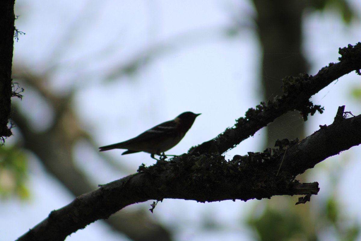 Bay-breasted Warbler - Justin Leahy