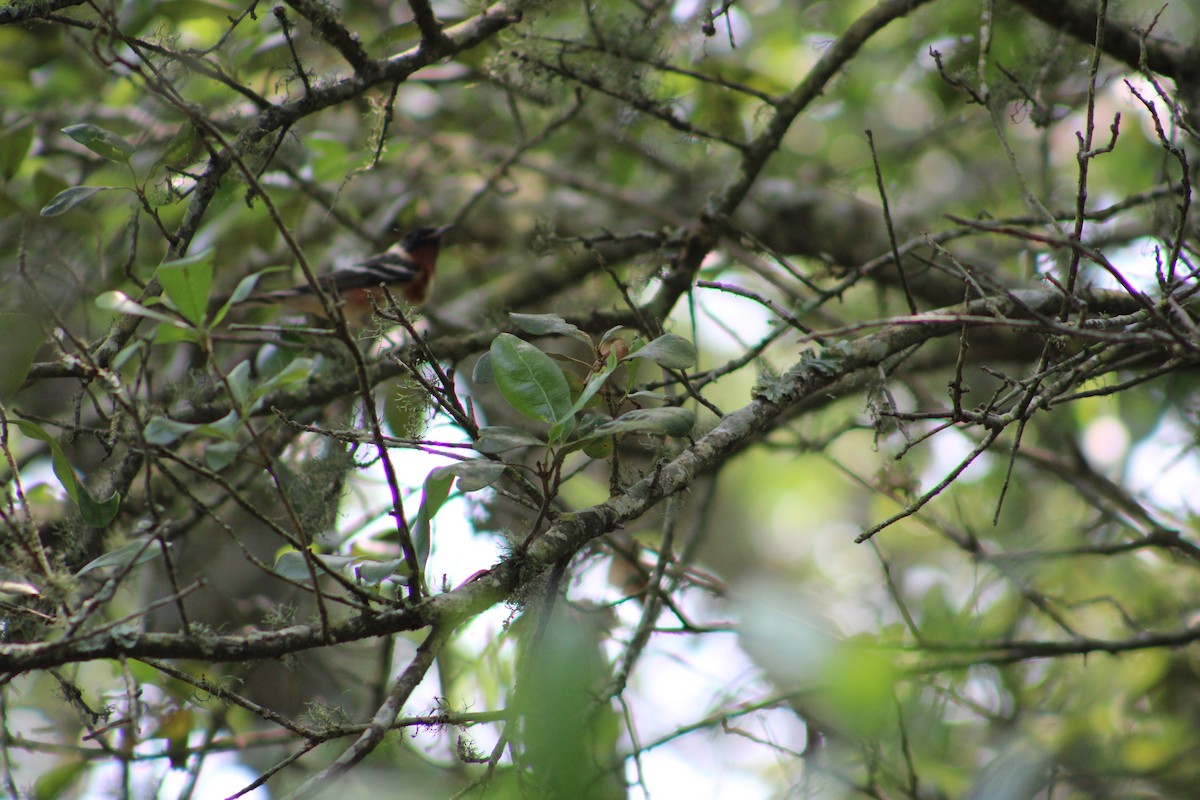 Bay-breasted Warbler - Justin Leahy