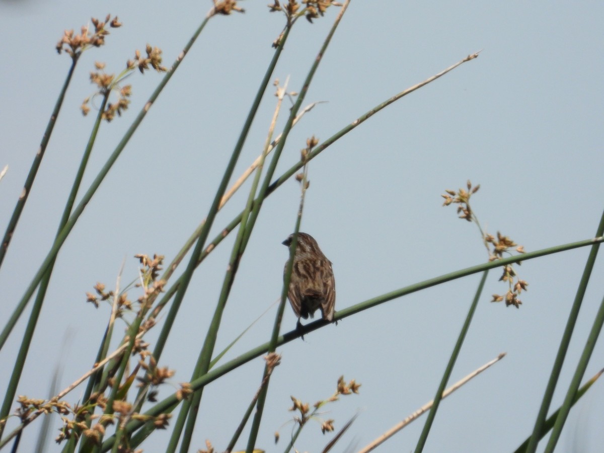 Song Sparrow - ML618465270