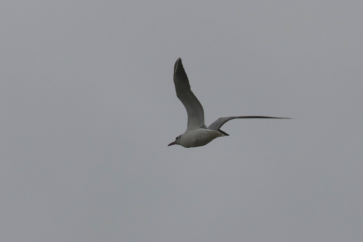 Black-headed Gull - ML618465289