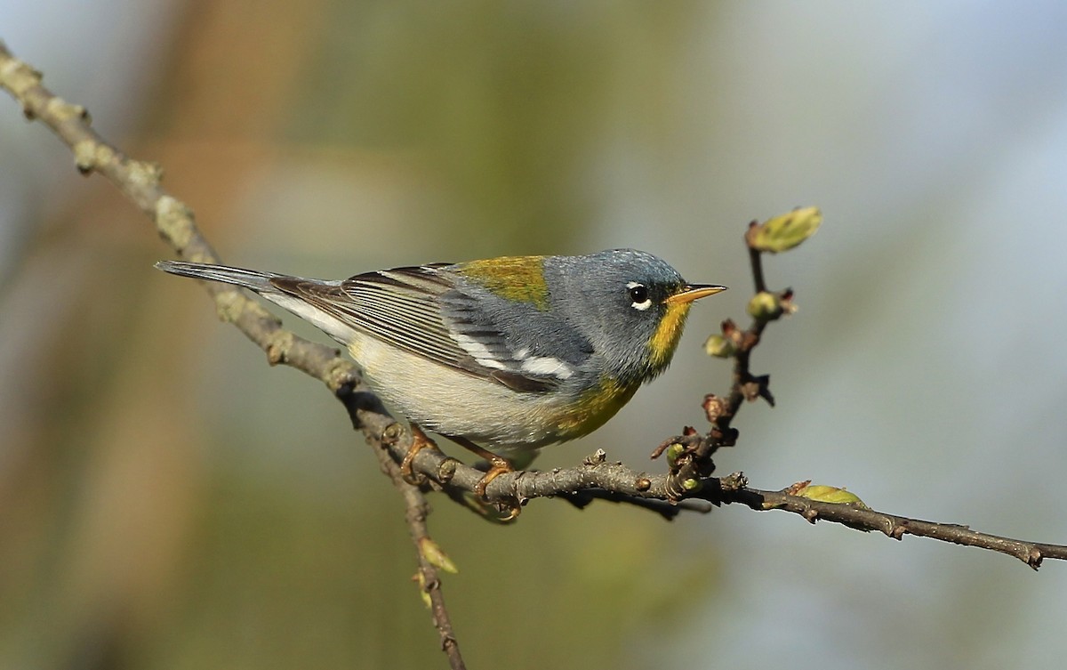 Parula Norteña - ML618465320