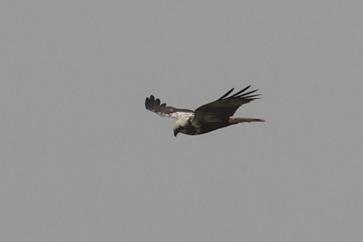 Western Marsh Harrier - ML618465335