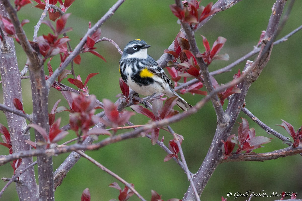 Yellow-rumped Warbler - Gérald Fréchette