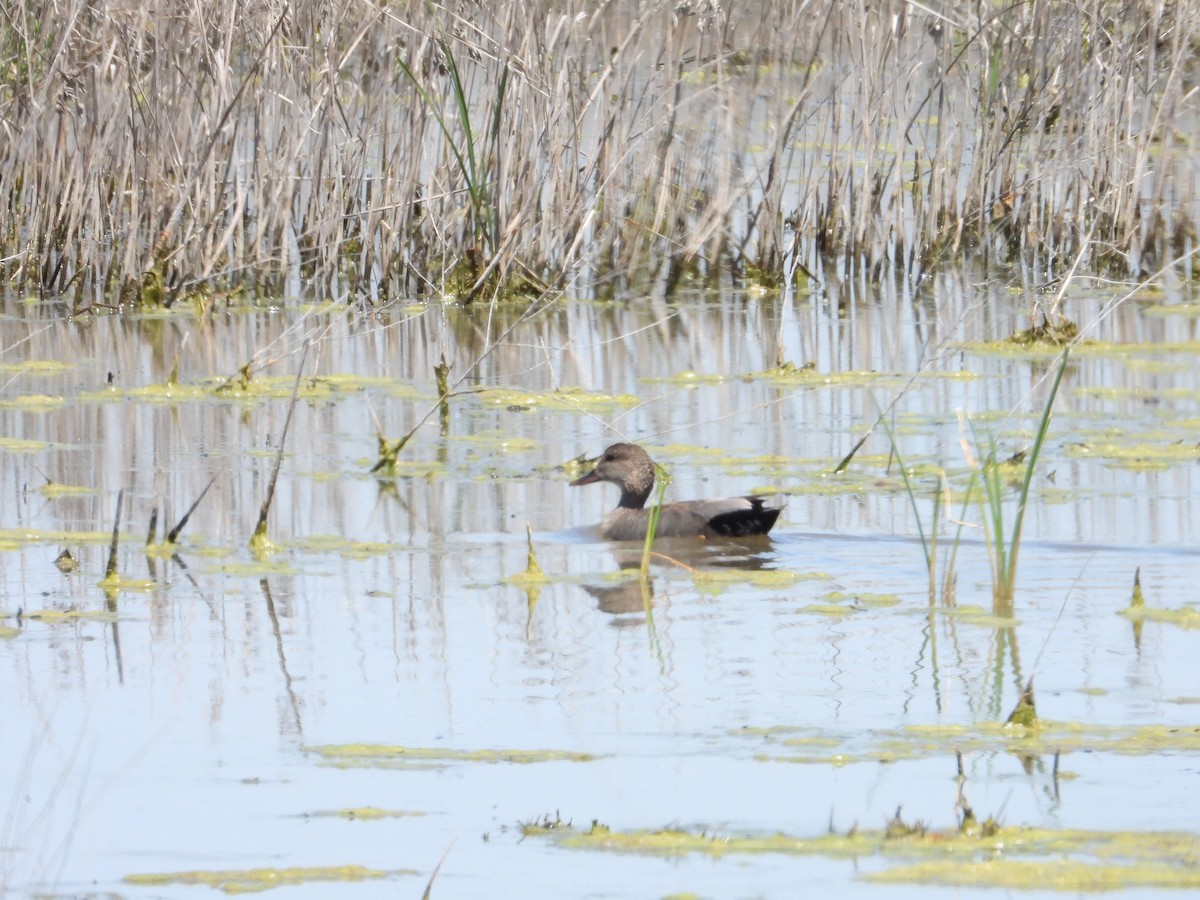 Canard chipeau - ML618465390