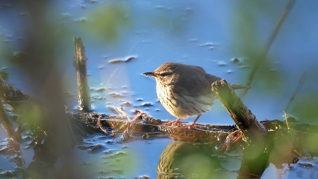 Northern Waterthrush - ML618465395