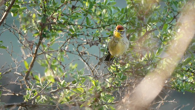 Palm Warbler - ML618465418