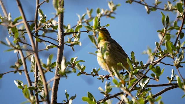 Paruline à couronne rousse - ML618465428