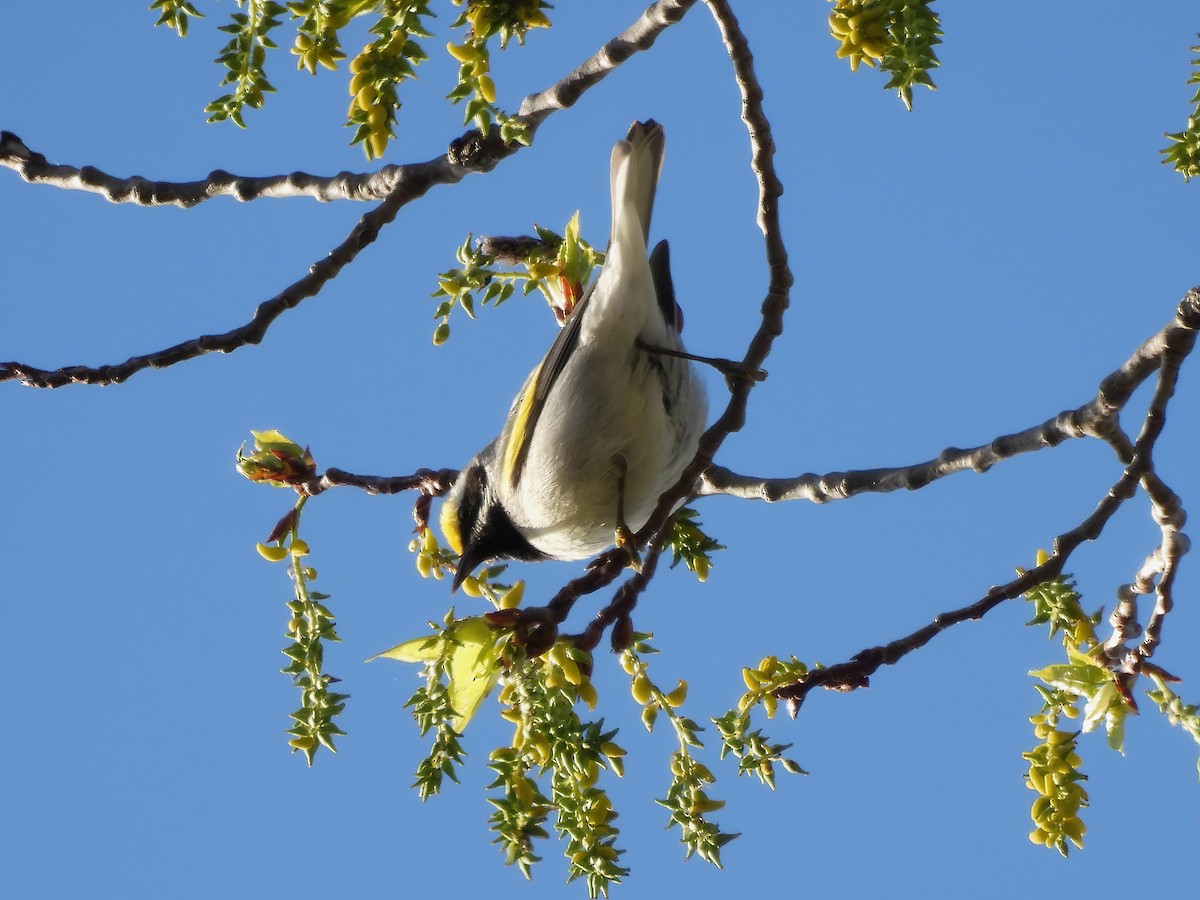 Golden-winged Warbler - ML618465437