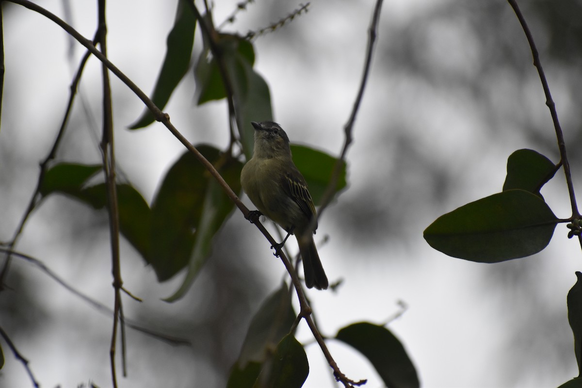 Slender-footed Tyrannulet - ML618465440