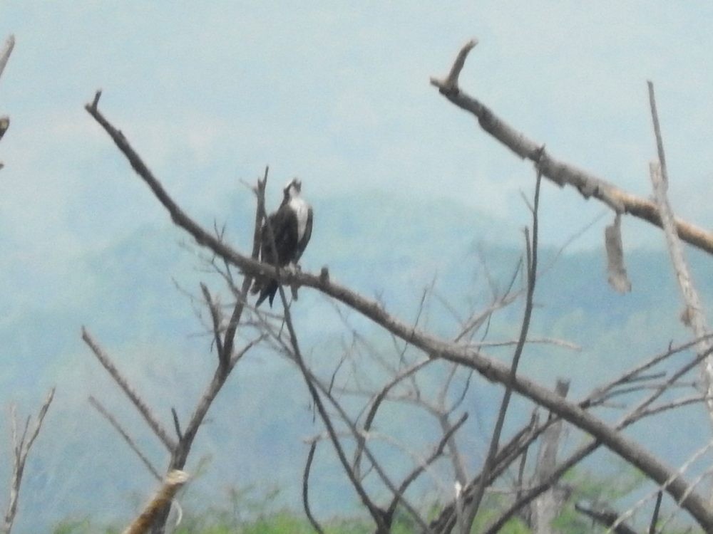 Águila Pescadora - ML618465446