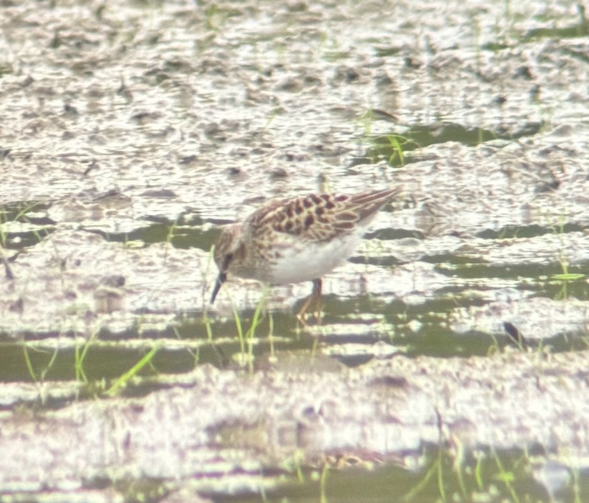 Least Sandpiper - Trip Bondi