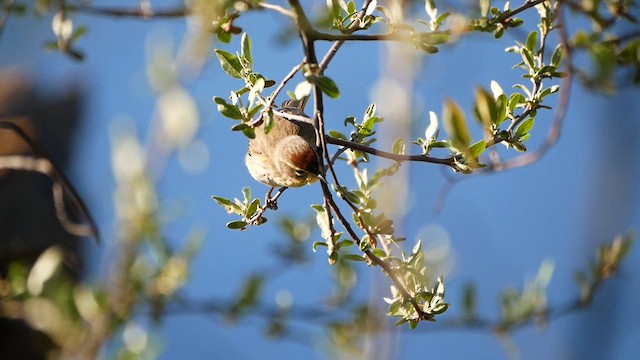 Paruline à couronne rousse - ML618465452