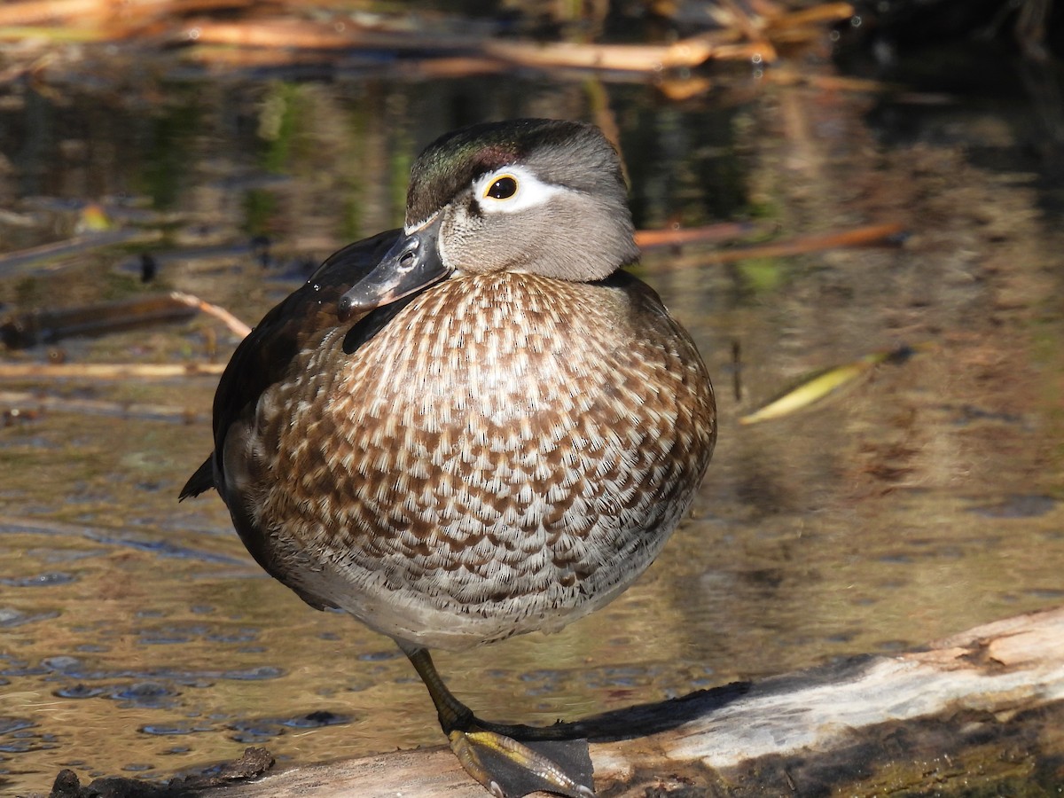 Wood Duck - Pam Hawkes