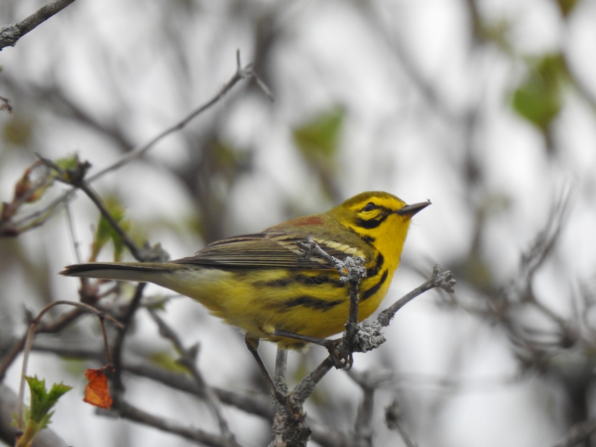 Prairie Warbler - ML618465462