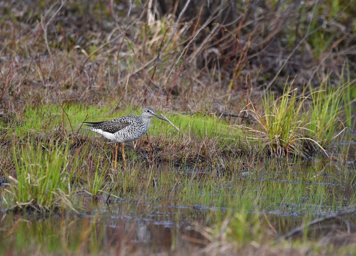 Greater Yellowlegs - ML618465496