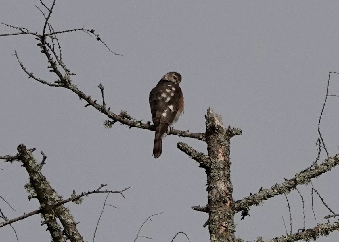 Sharp-shinned Hawk - ML618465503