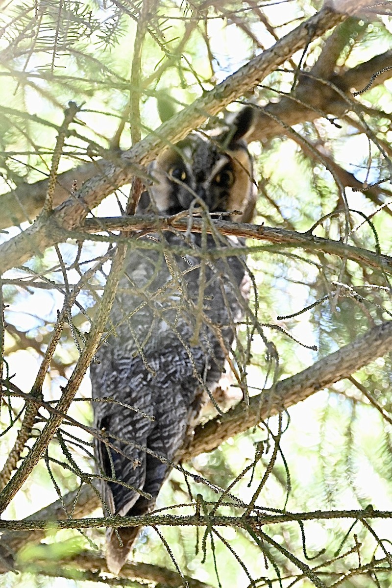Long-eared Owl - Janet Brooks