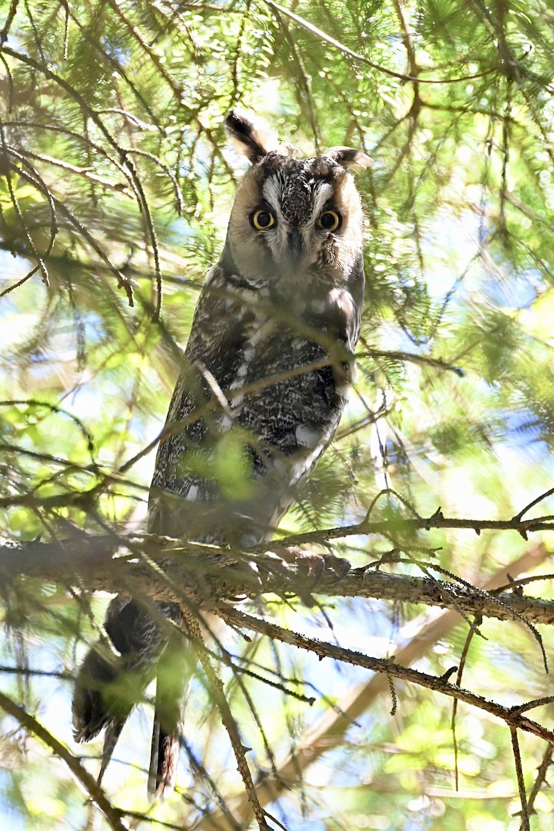 Long-eared Owl - Janet Brooks