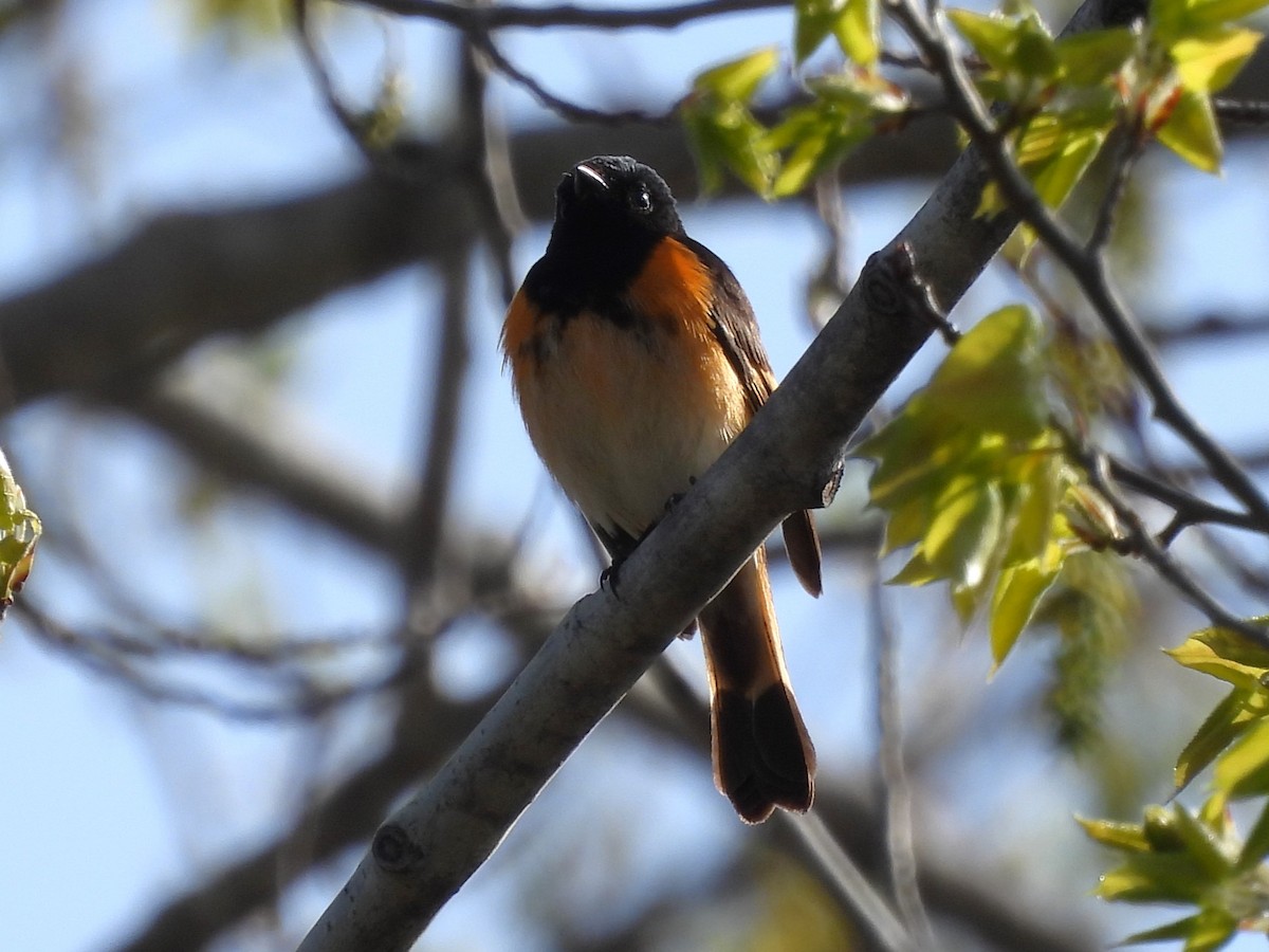 American Redstart - ML618465530