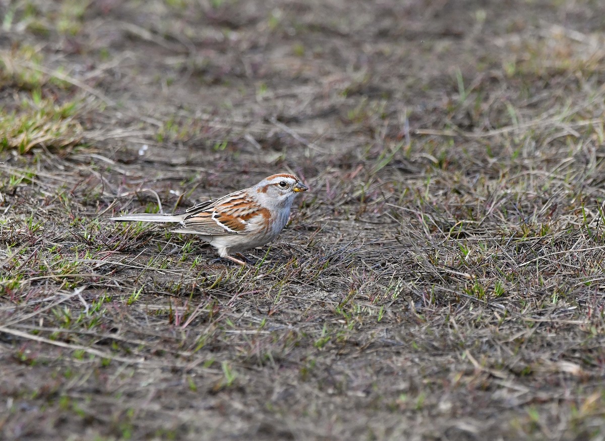 American Tree Sparrow - ML618465563