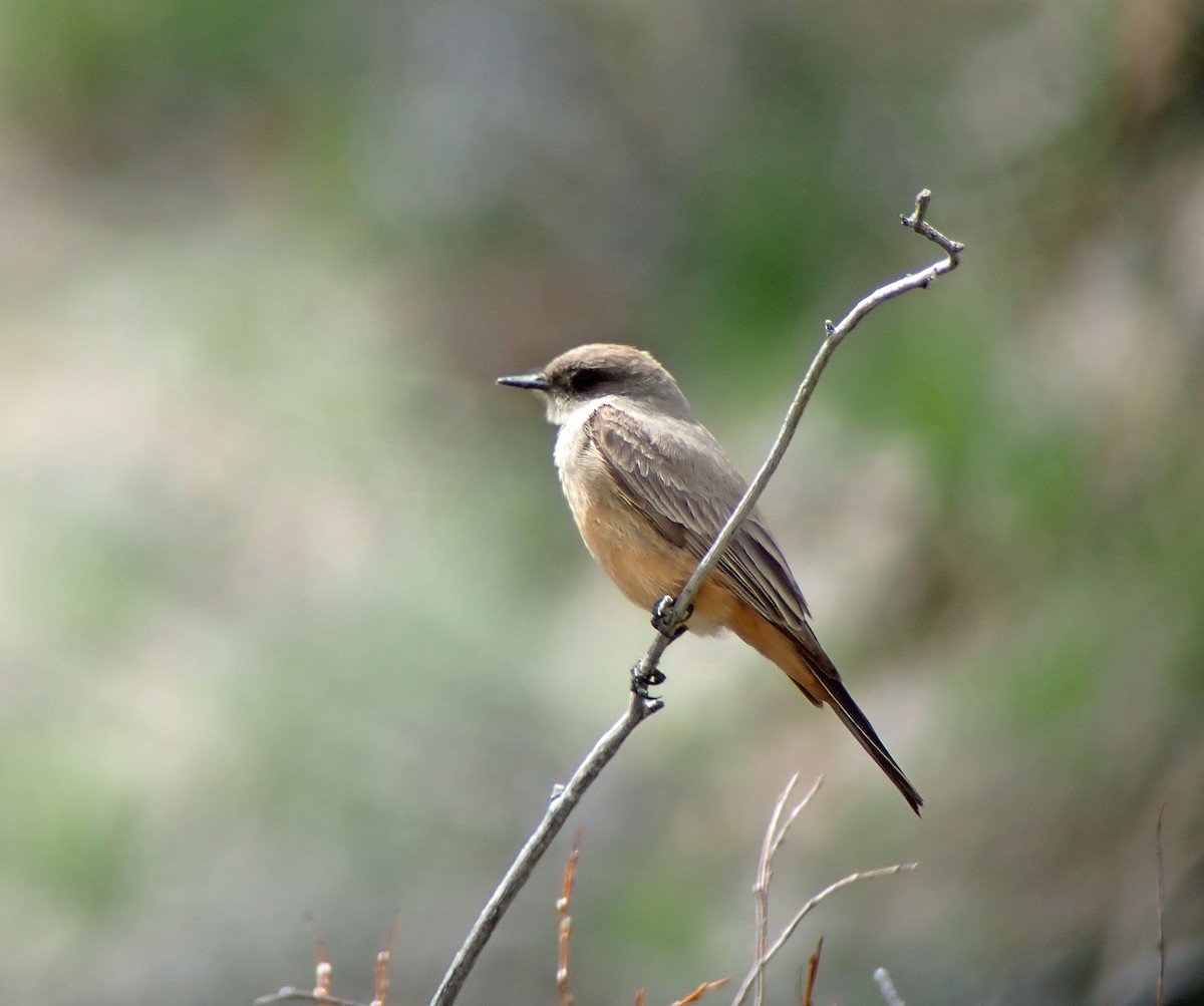 Say's Phoebe - ML618465649