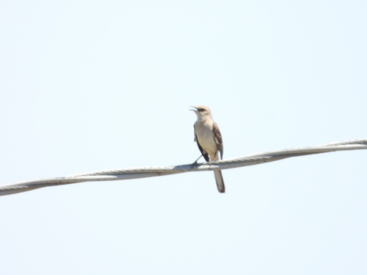 Northern Mockingbird - ML618465657