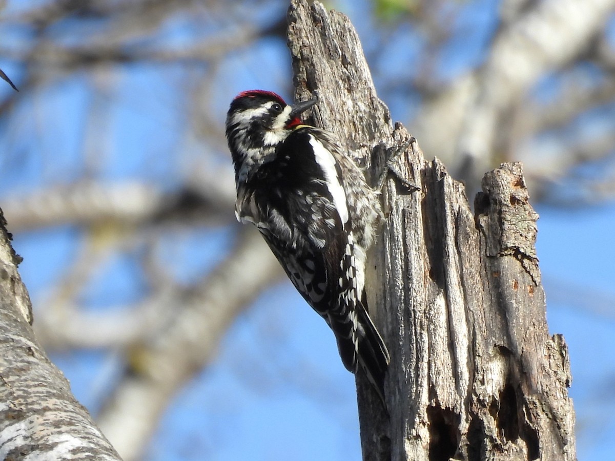 Yellow-bellied Sapsucker - ML618465665