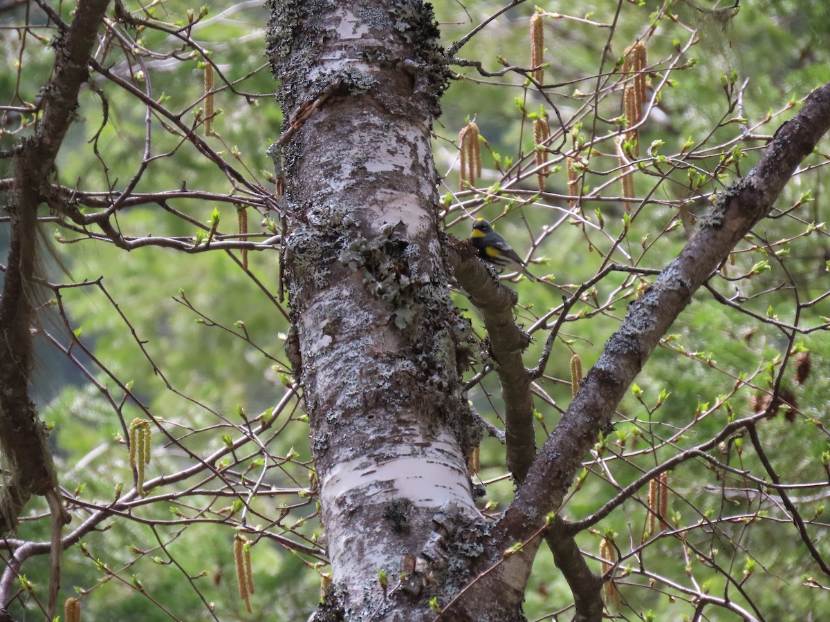 Yellow-rumped Warbler - raylene wall