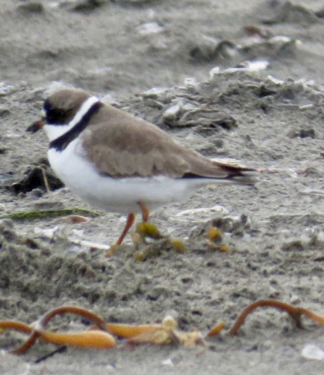 Semipalmated Plover - ML618465697