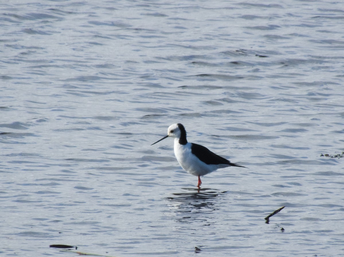 Pied Stilt - ML618465723