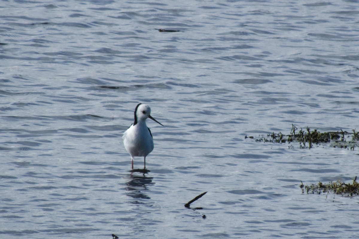 Pied Stilt - ML618465725