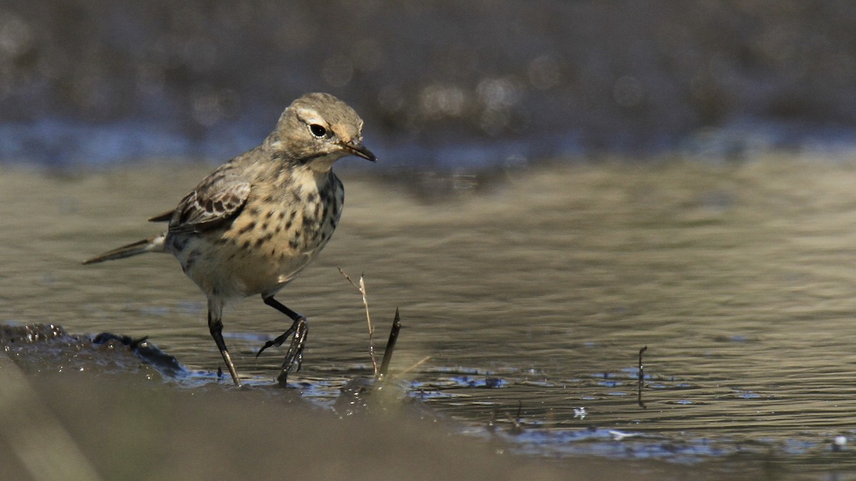 American Pipit - Evan Knudsen