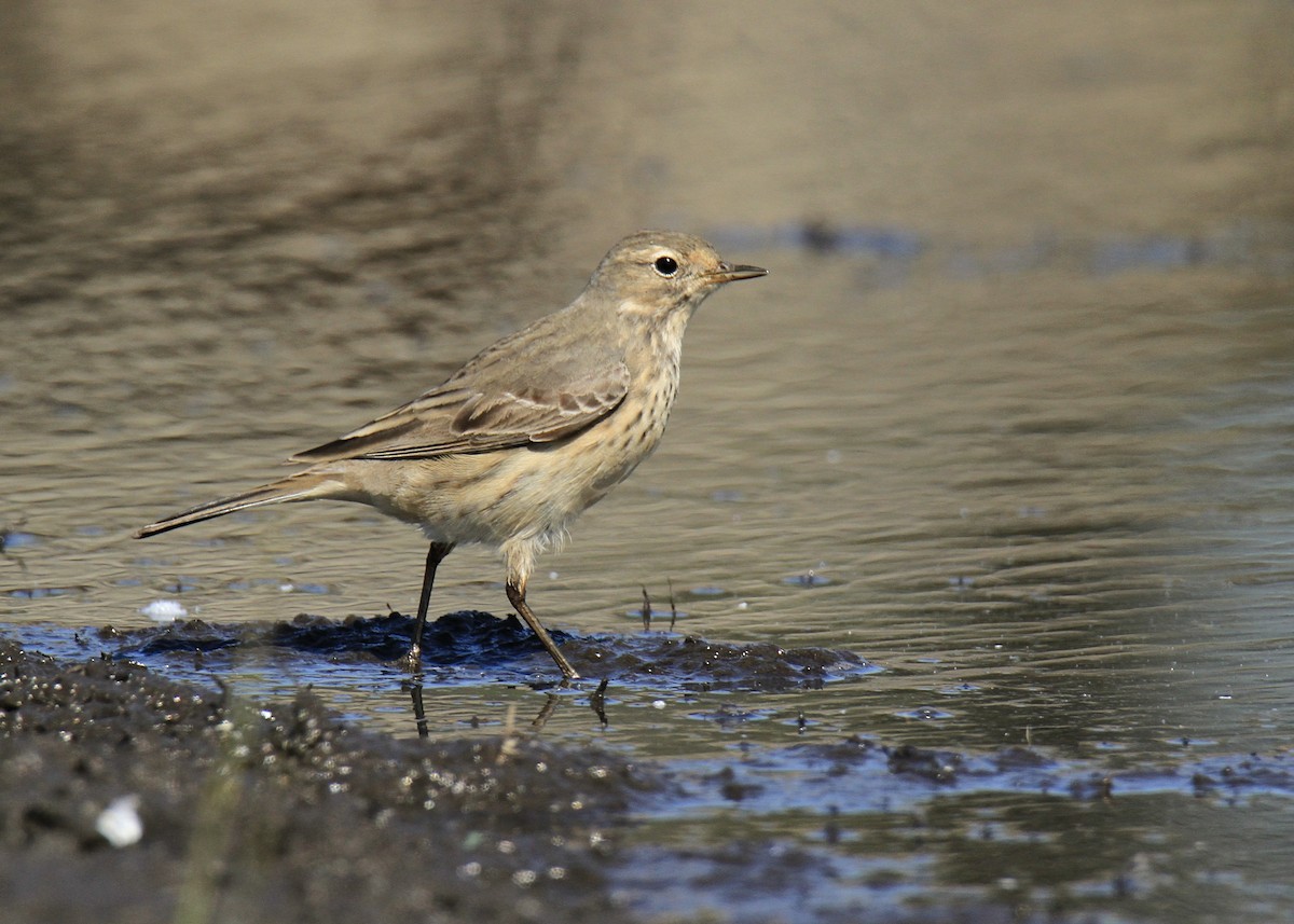 Pipit d'Amérique - ML618465744