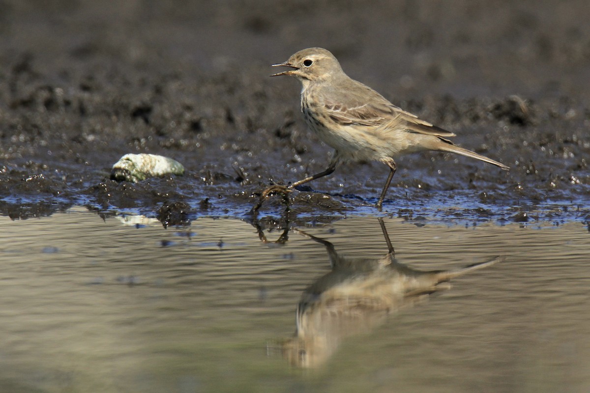 American Pipit - Evan Knudsen