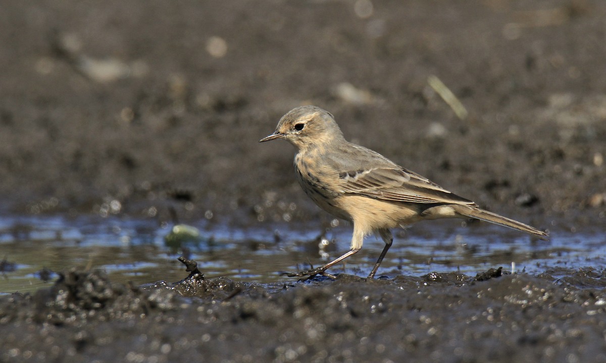 American Pipit - Evan Knudsen