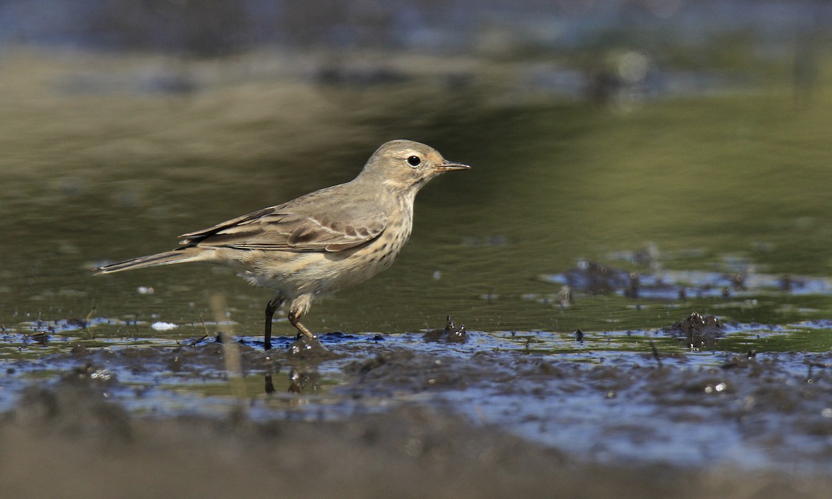 Pipit d'Amérique - ML618465753