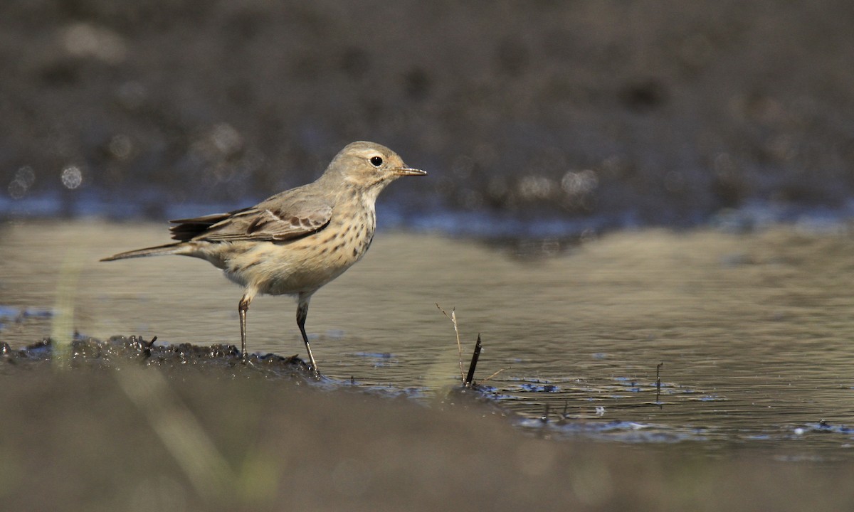 Pipit d'Amérique - ML618465755