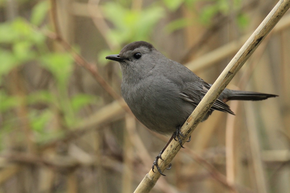 Gray Catbird - ML618465812