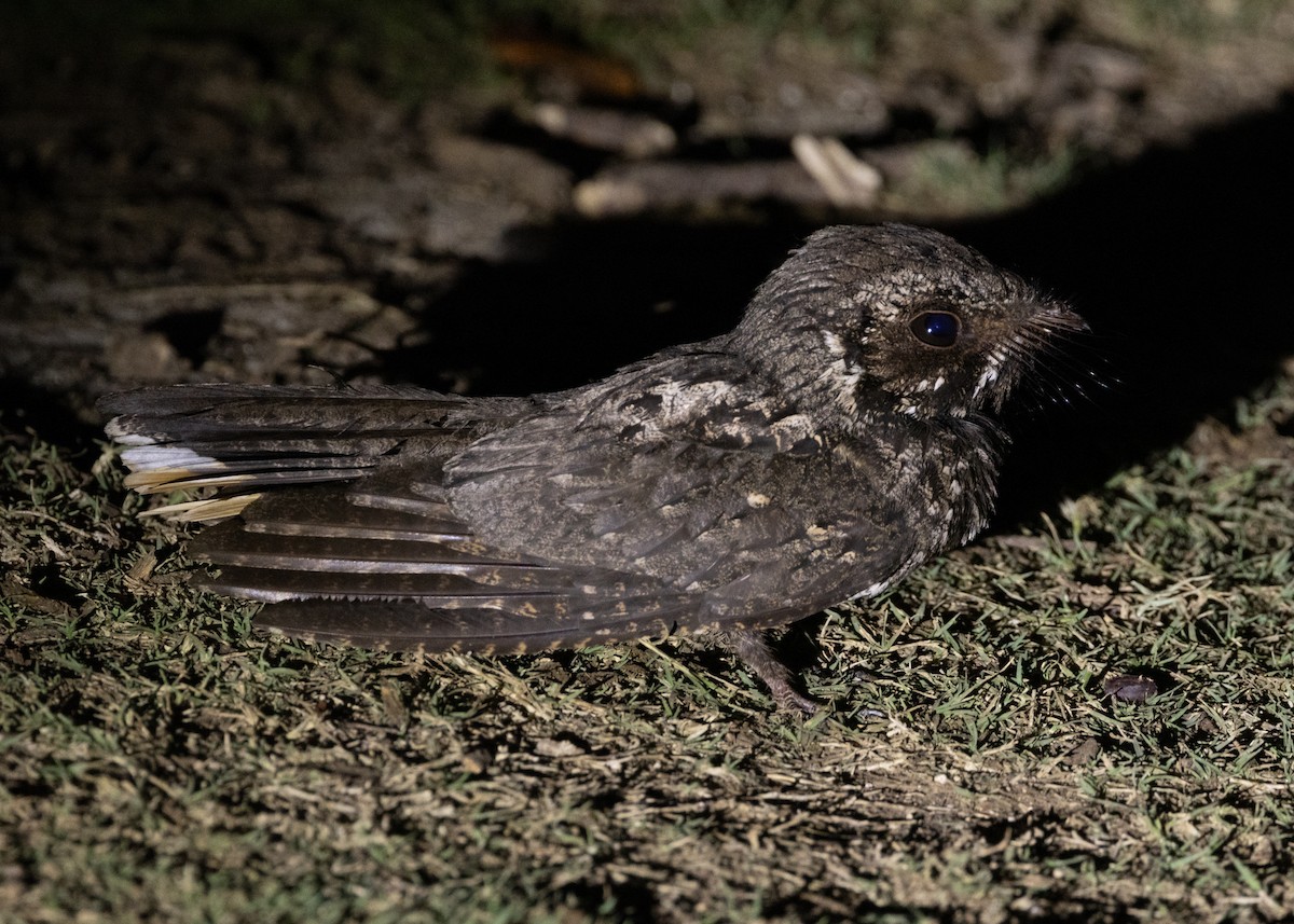 Cuban Nightjar - ML618465819